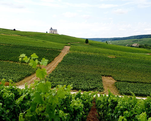 Photo by <a href="https://unsplash.com/@ninou79?utm_source=unsplash&utm_medium=referral&utm_content=creditCopyText">By Fernand Champagne</a> on <a href="https://unsplash.com/s/photos/vineyard-france?utm_source=unsplash&utm_medium=referral&utm_content=creditCopyText">Unsplash</a>