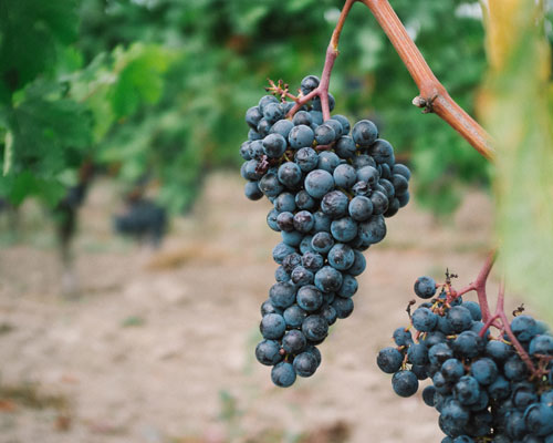 Photo by <a href="https://unsplash.com/@howardbouchevereau?utm_source=unsplash&utm_medium=referral&utm_content=creditCopyText">Howard Bouchevereau</a> on <a href="https://unsplash.com/s/photos/vineyard-france?utm_source=unsplash&utm_medium=referral&utm_content=creditCopyText">Unsplash</a>
